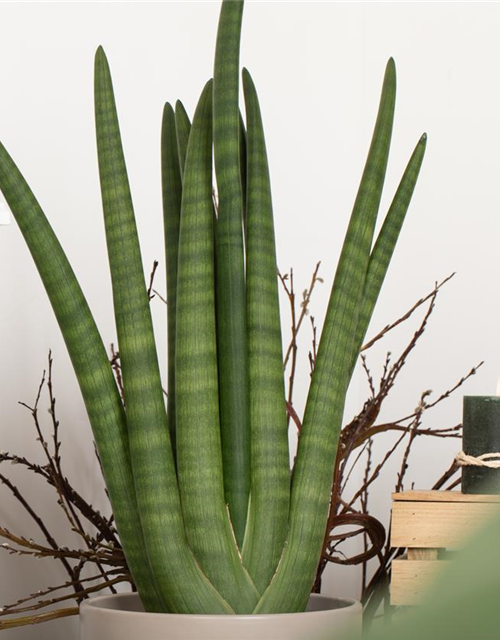 Sansevieria cylindrica Skyline