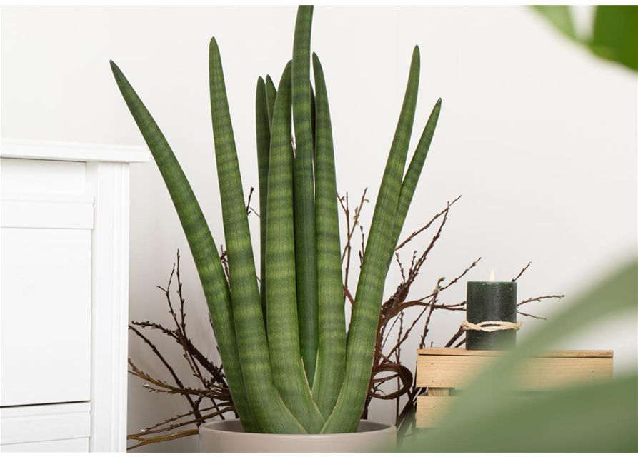 Sansevieria cylindrica Straight