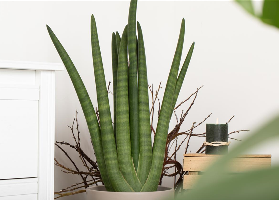 Sansevieria cylindrica Skyline