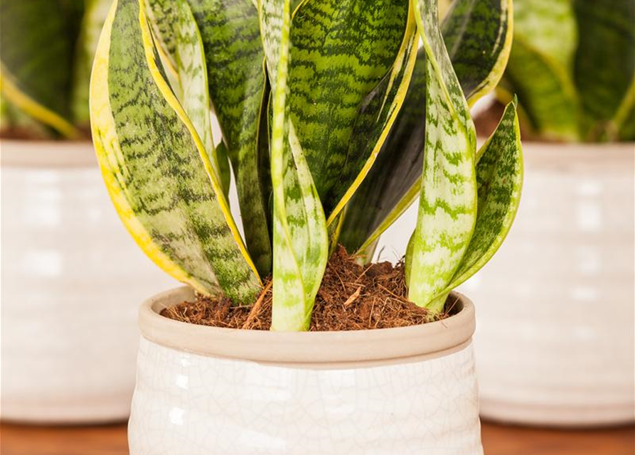 Sansevieria trifasciata Futura Superba