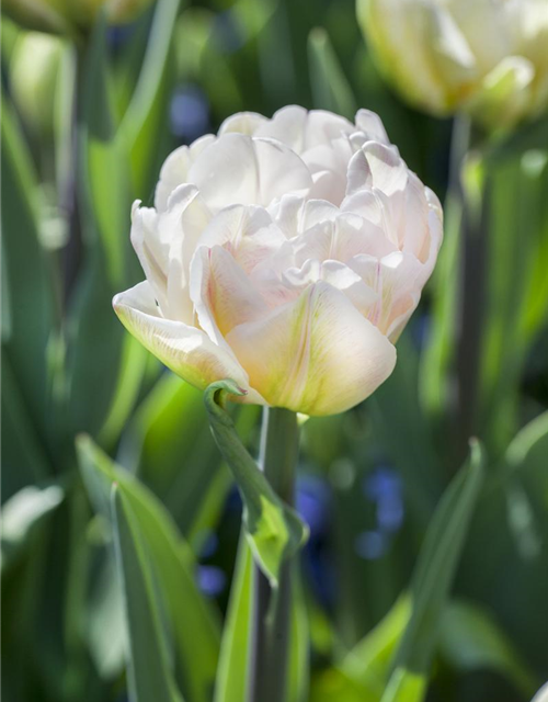 Tulipa Foxtrot x10 11/12