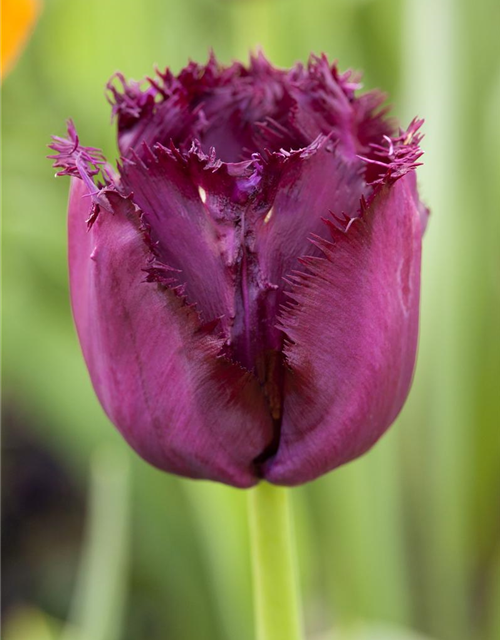 Tulipa Gorilla x10 12/+