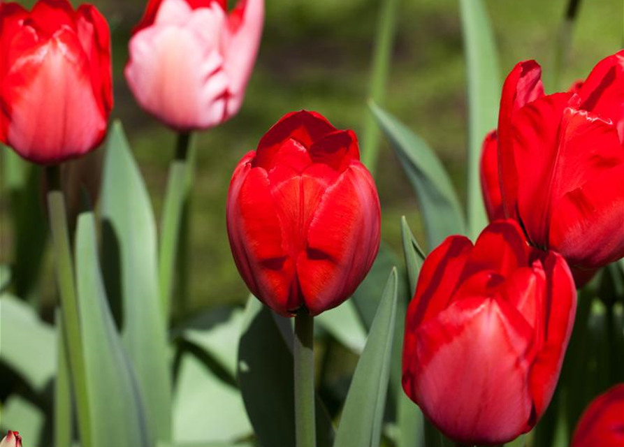 Tulipa Red Impression x10 12/+