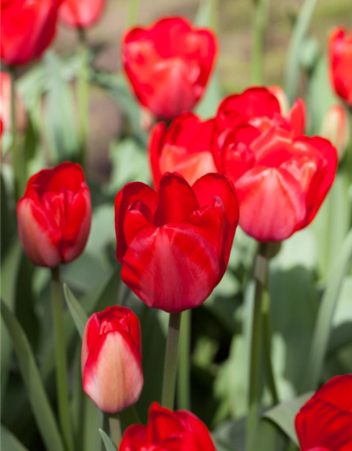 Tulipa Red Impression x10 12/+