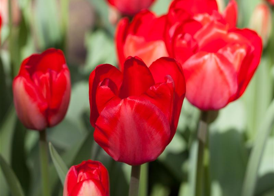 Tulipa Red Impression x10 12/+