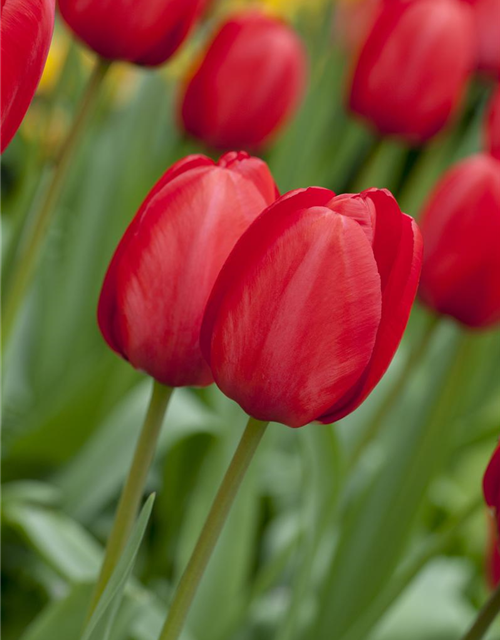 Tulipa Red Impression x10 12/+