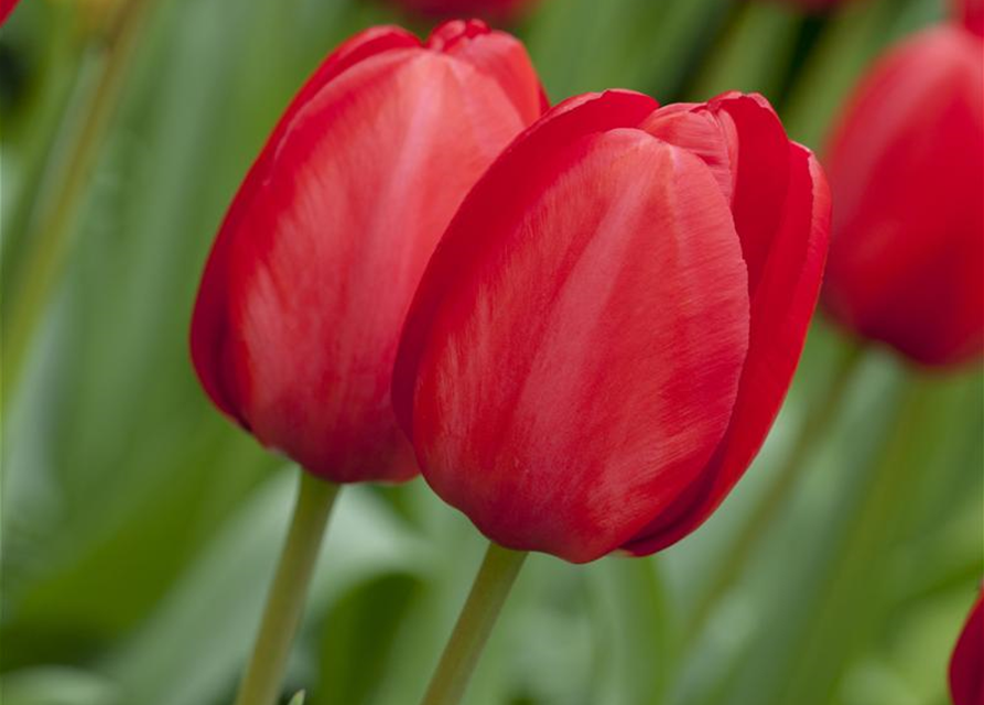 Tulipa Red Impression x10 12/+