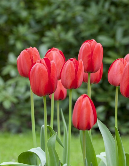 Tulipa Red Impression x10 12/+