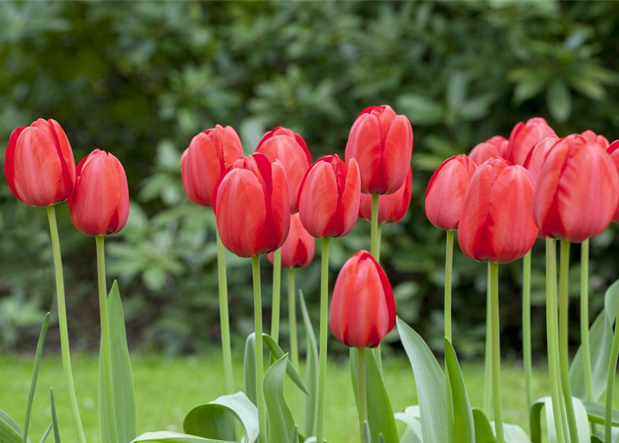 Tulipa Red Impression x10 12/+