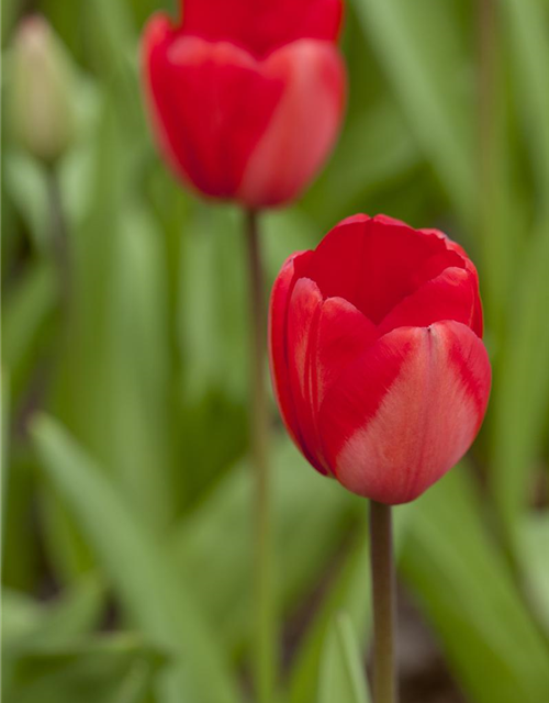 Tulipa Red Impression x10 12/+