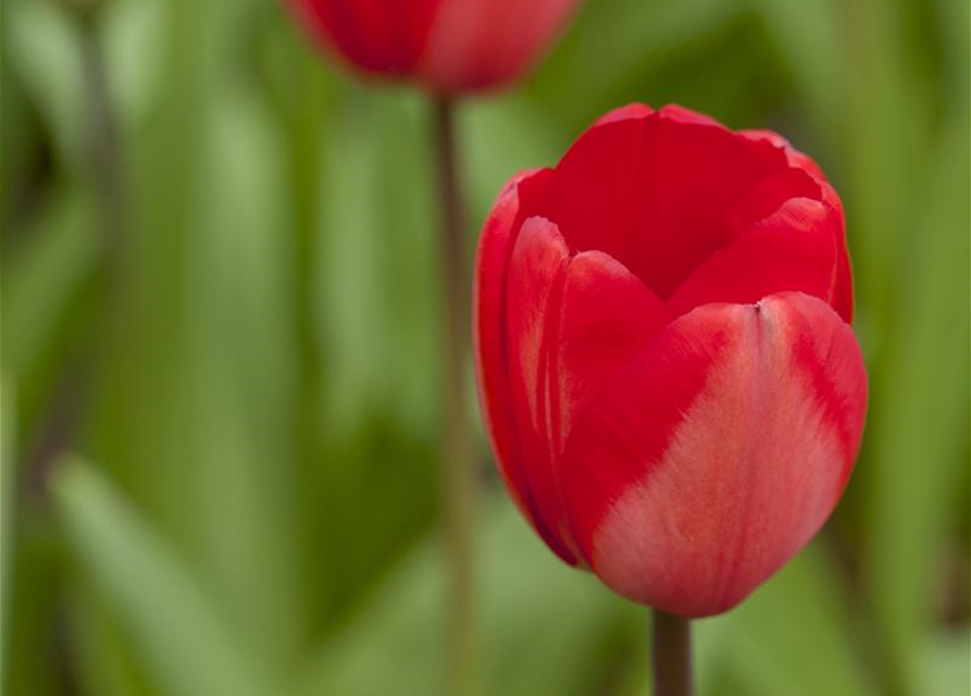 Tulipa Red Impression x10 12/+