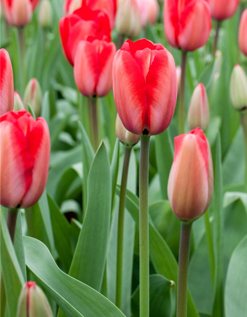 Tulipa Red Impression x10 12/+