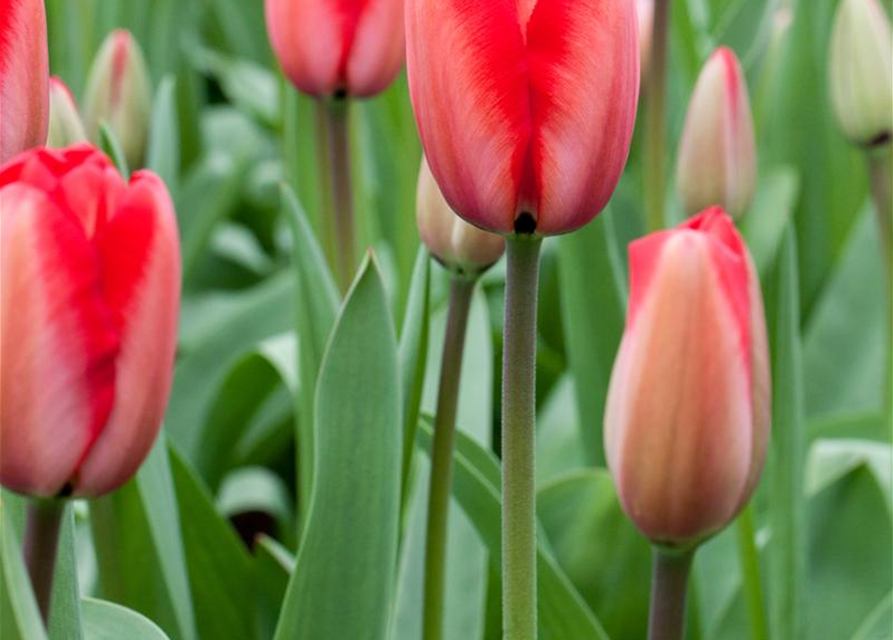 Tulipa Red Impression x10 12/+