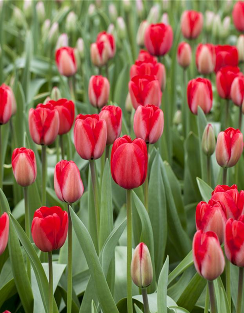 Tulipa Red Impression x10 12/+