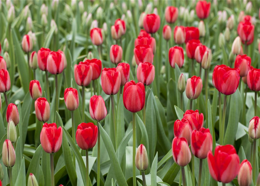 Tulipa Red Impression x10 12/+