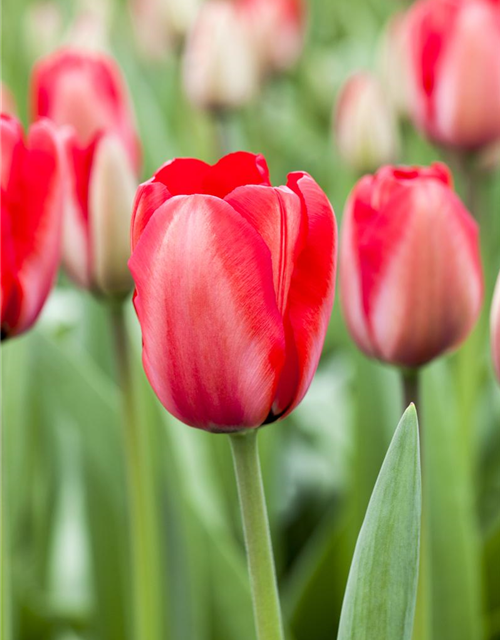 Tulipa Red Impression x10 12/+