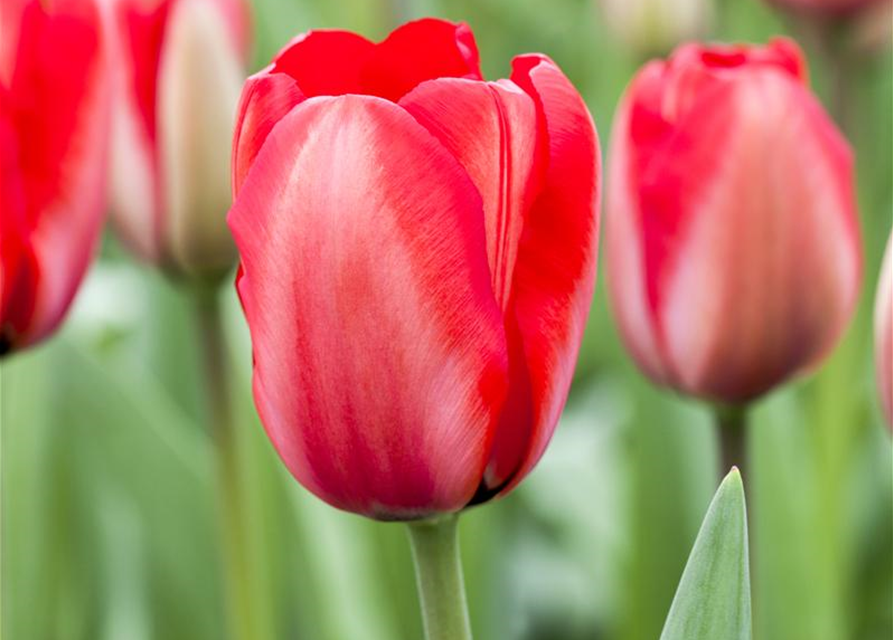 Tulipa Red Impression x10 12/+