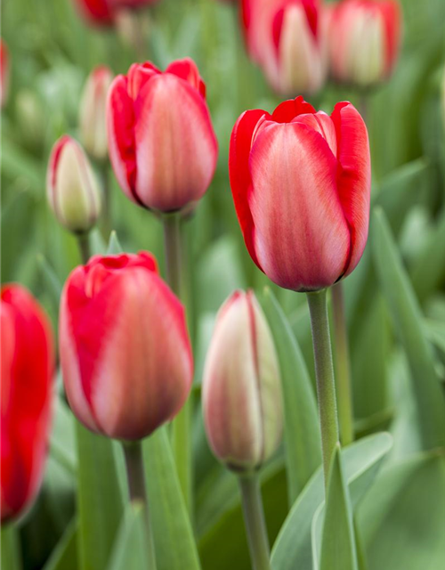 Tulipa Red Impression x10 12/+