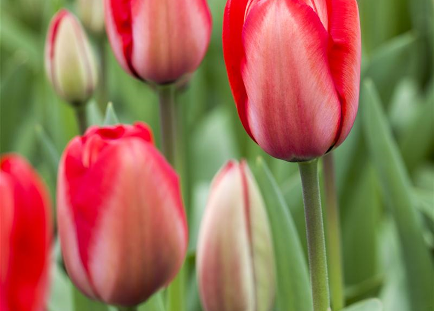 Tulipa Red Impression x10 12/+