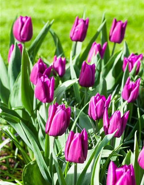 Tulipa Purple Prince x10 12/+