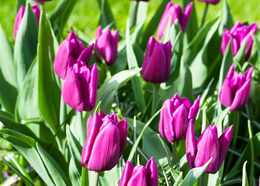 Tulipa Purple Prince x10 12/+