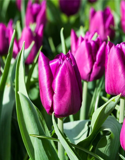 Tulipa Purple Prince x10 12/+