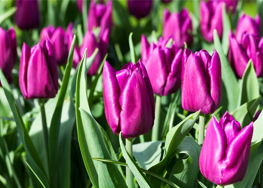 Tulipa Purple Prince x10 12/+