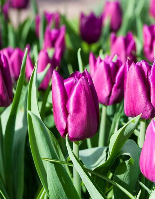 Tulipa Purple Prince x10 12/+