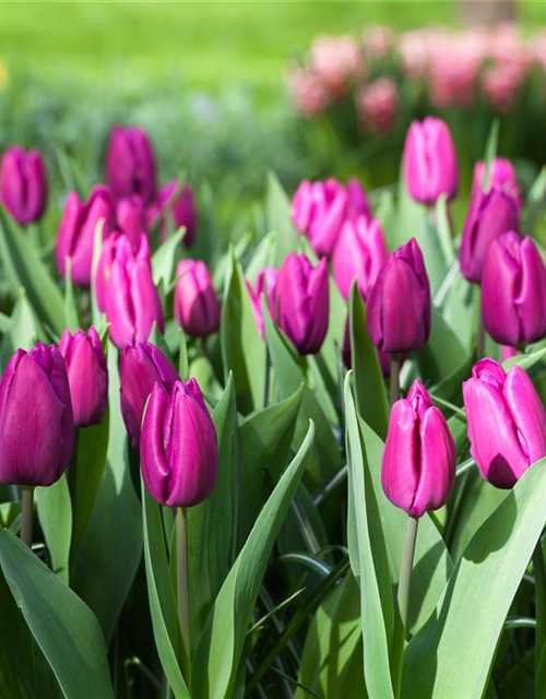 Tulipa Purple Prince x10 12/+