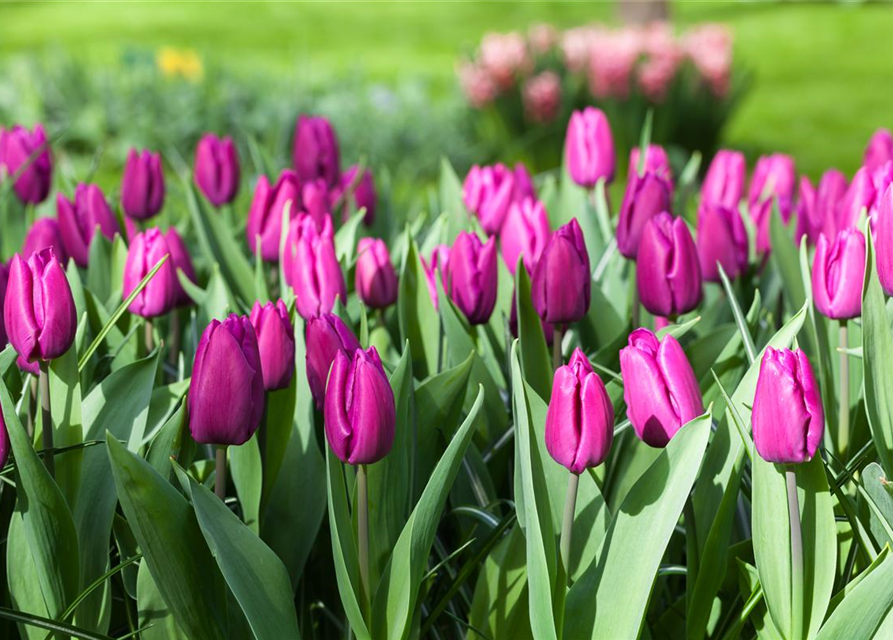 Tulipa Purple Prince x10 12/+