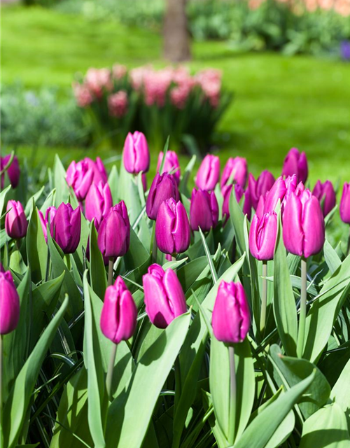 Tulipa Purple Prince x10 12/+