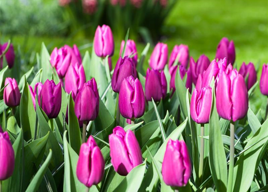 Tulipa Purple Prince x10 12/+