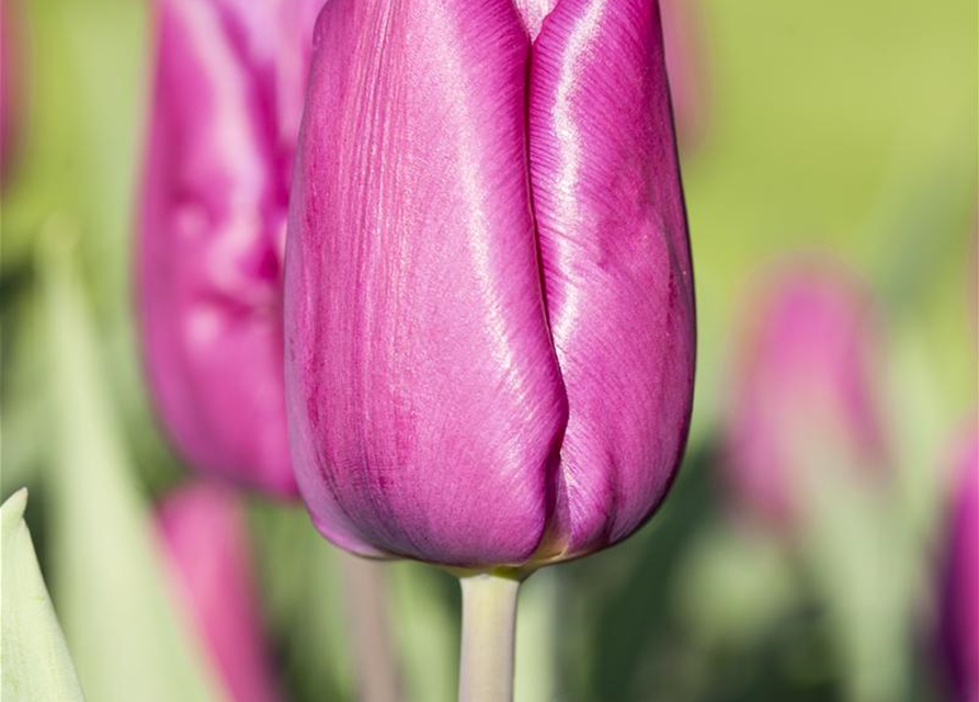 Tulipa Purple Prince x10 12/+