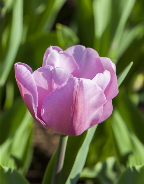 Tulipa Synaeda Amor x10 11/12