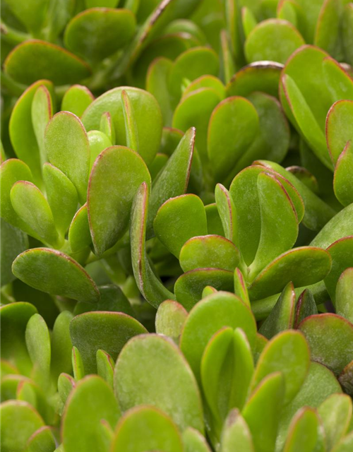 Crassula portulacea Mix