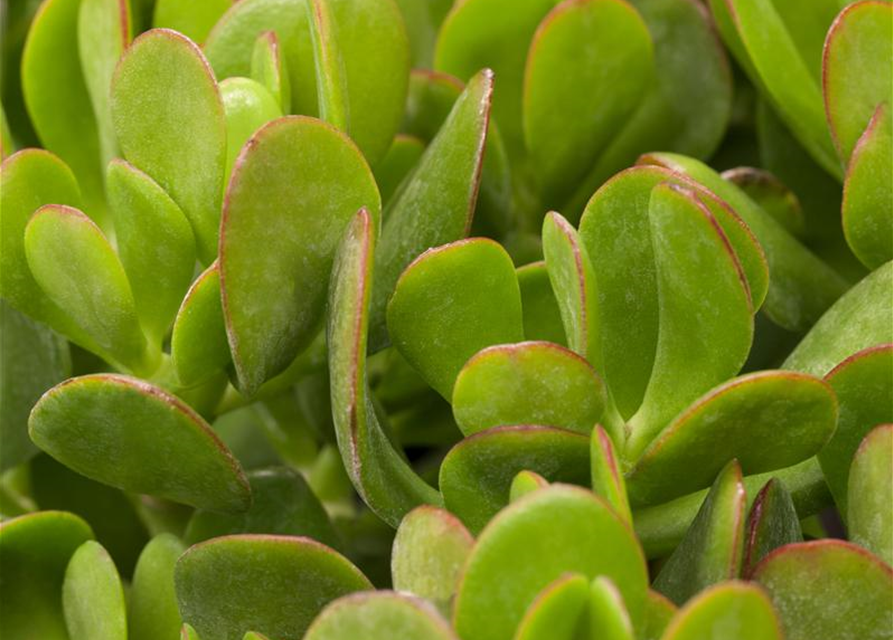 Crassula portulacea Mix