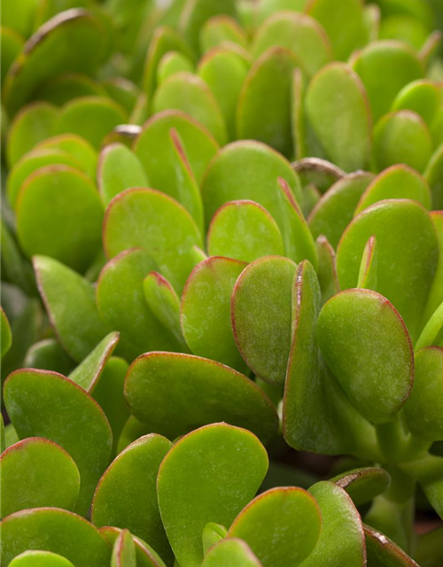 Crassula portulacea Mix