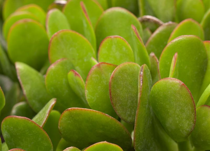 Crassula portulacea Mix