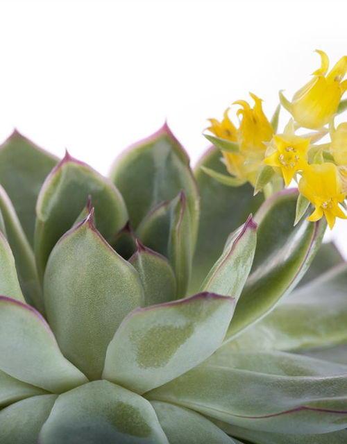 Echeveria Mix