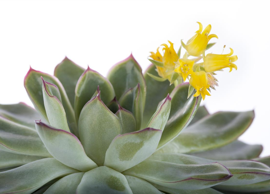 Echeveria Mix