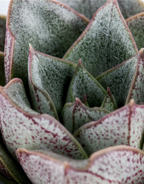 Echeveria Mix