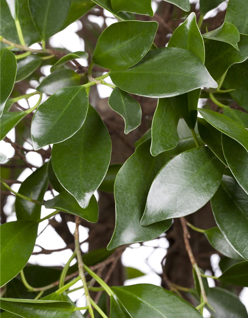 Ficus microcarpa