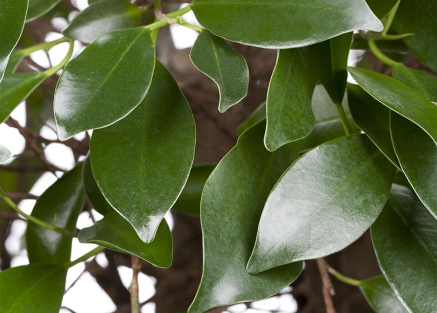 Ficus microcarpa