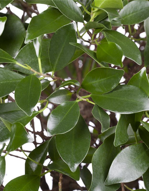 Ficus microcarpa