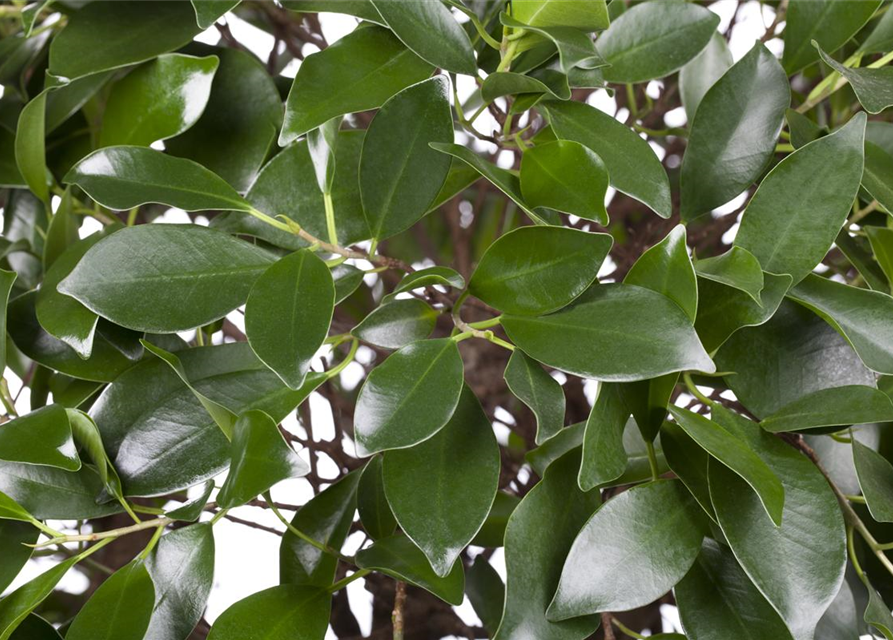 Ficus microcarpa