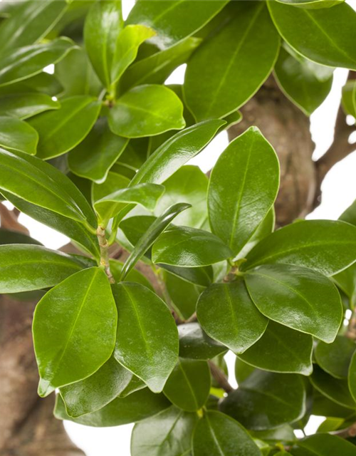 Ficus microcarpa