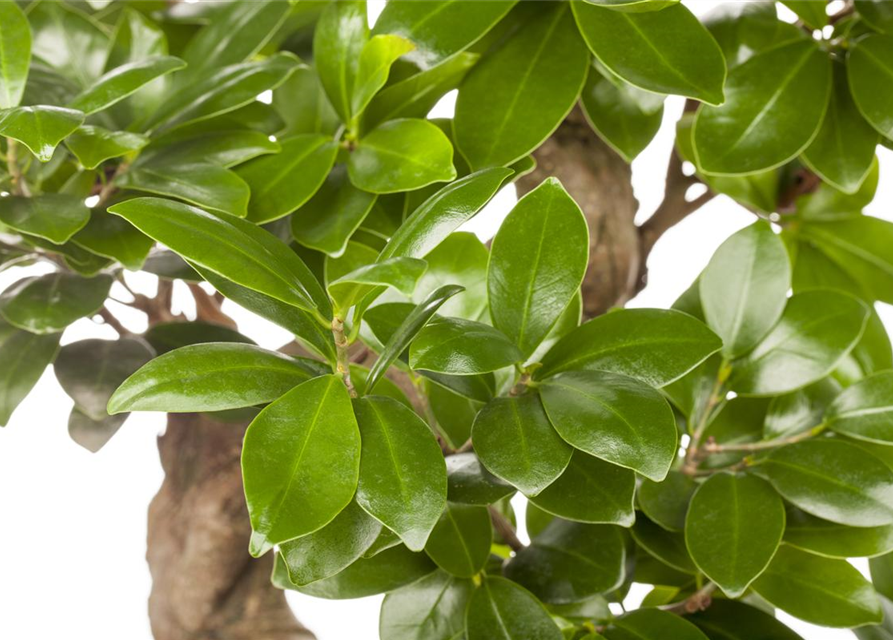 Ficus microcarpa