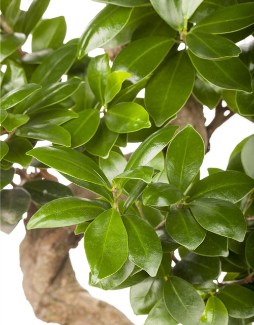 Ficus microcarpa