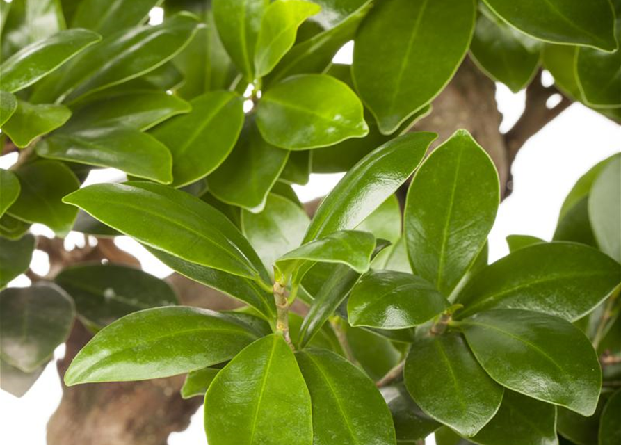 Ficus microcarpa