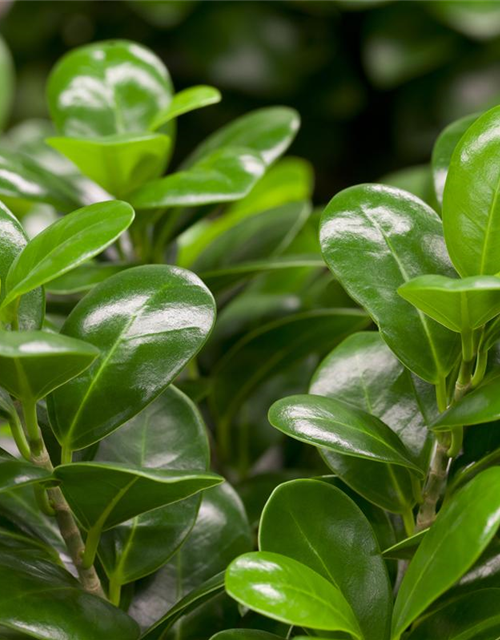 Ficus microcarpa